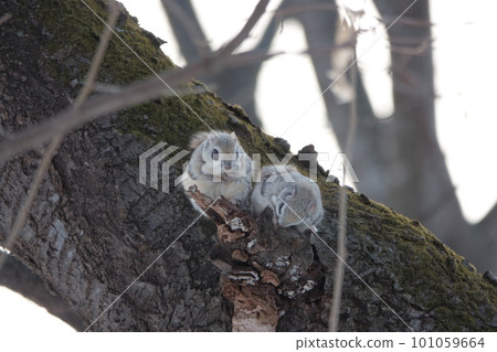 Ezo flying squirrel doing courtship behavior Ezo flying squirrel doing courtship behavior 101059664