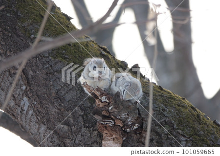 Ezo flying squirrel doing courtship behavior 101059665