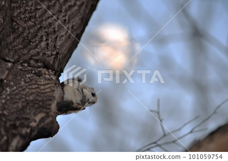 Moon and flying squirrel Moon and flying squirrel 101059754