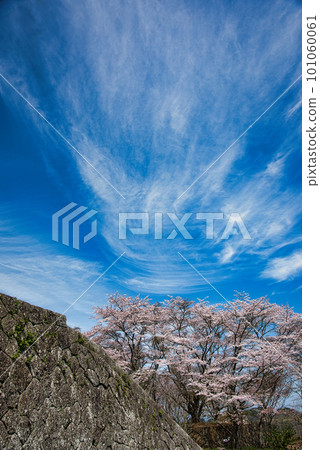 Cherry blossoms at Oka Castle Ruins Cherry blossoms at Oka Castle Ruins 101060061