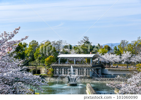 京都櫻花季琵琶湖運河 京都櫻花季琵琶湖運河 101060090