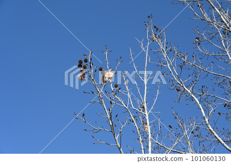 Blue sky and tree branches 101060130