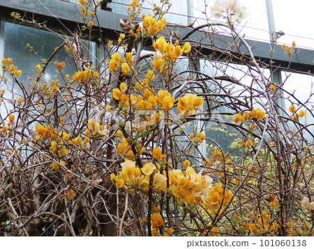 九重葛九重葛 九重葛九重葛 101060138