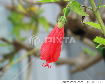 Unazuki Himefuyou Sleeping Hibiscus Unazuki Himefuyou Sleeping Hibiscus 101060139