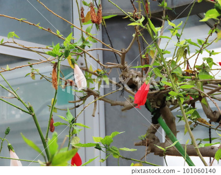 Unazuki Himefuyou Sleeping Hibiscus 101060140