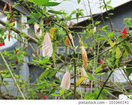 Unazuki Himefuyou Sleeping Hibiscus 101060141