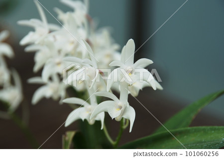 Dendrobium kingianum Dendrobium kingianum 101060256