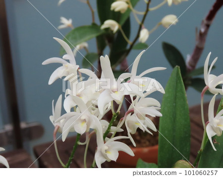 Dendrobium kingianum Dendrobium kingianum 101060257
