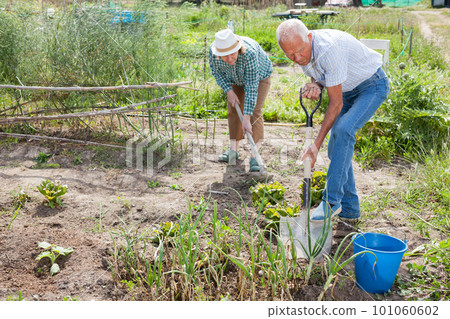 Mature couple with shovels working with harvest of green onion 101060602
