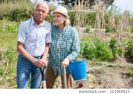 Man and woman gardeners with shovel and bucket while gardening Man and woman gardeners with shovel and bucket while gardening 101060625