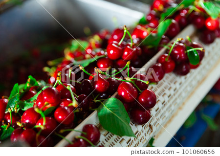 Washing ripe cherries Washing ripe cherries 101060656