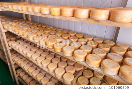 Wheels of sheep cheese on shelves in ripening room of cheese dairy Wheels of sheep cheese on shelves in ripening room of cheese dairy 101060809