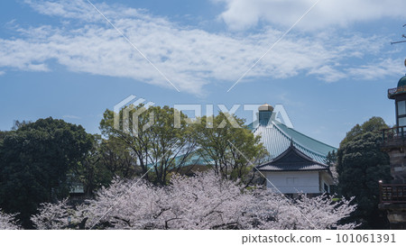 [Tokyo] Spring Cherry Blossoms and Nippon Budokan 101061391