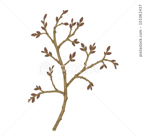 Common hawthorn. Blossoming twig, isolated on transparent background.  Spring botanical illustration. Vintage style. Can be used for design of invitations, cards, labels, stickers. 101061437
