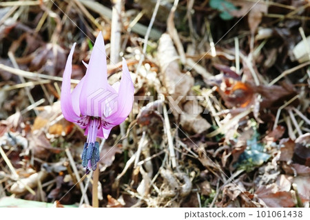 狗牙紫羅蘭花今年又開始盛開 101061438