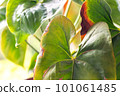 Leaves diseases of Anthurium. Leaves have brown spots and dry. Leaf blight or leaf spot. Indoor Plant Problems. Improper care 101061485