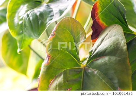 Leaves diseases of Anthurium. Leaves have brown... - Stock Photo  [101061485] - PIXTA