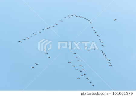 [Spring migration of migratory birds: North return] Flocks of birds migrate over long distances while replacing the leader who uses physical strength 101061579