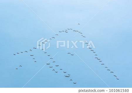 [Spring migration of migratory birds: North return] Flocks of birds migrate over long distances while replacing the leader who uses physical strength 101061580
