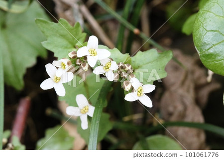 Small white spring flower Lily Wasabi 101061776
