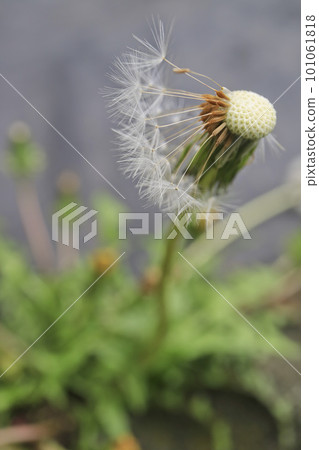 leftover dandelion fluff 101061818