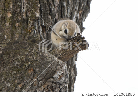 Ezo flying squirrel sitting on a tree branch Ezo flying squirrel sitting on a tree branch 101061899