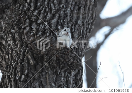 Ezo flying squirrel sitting on a tree branch Ezo flying squirrel sitting on a tree branch 101061928