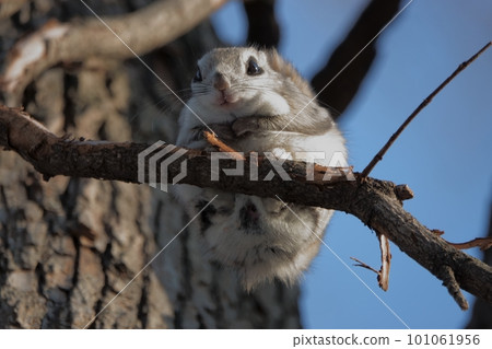 Ezo flying squirrel sitting on a tree branch 101061956