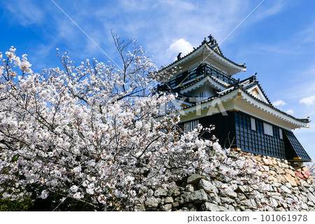 櫻花盛開的濱松城堡 101061978
