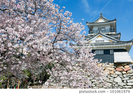 Sakura and Hamamatsu Castle 101061979