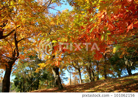 brightly colored leaves 101062156