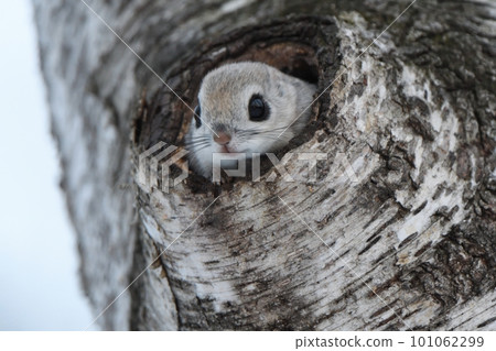 Ezo momonga to put out a face from a burrow 101062299