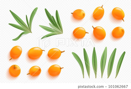Sea buckthorn elements, leaves and orange berries 101062667