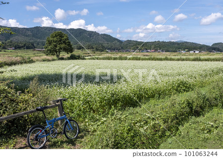 Buckwheat flowers blooming on the cycling course (Hiruzen Kogen) 101063244