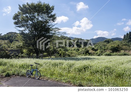 Buckwheat flowers blooming on the cycling course (Hiruzen Kogen) 101063250