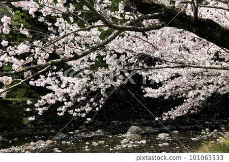 Cherry blossoms blooming along the river full bloom Cherry blossoms blooming along the river full bloom 101063533