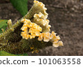 Celosia argentea var. cristata, plants of tropical origin. 101063558