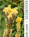 Celosia argentea var. cristata, plants of tropical origin. 101063559