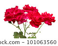 Red rose flower isolated on white background 101063560