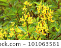 Galphimia gracilis flowers, gold shower or slender gold shower 101063561