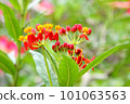 Asclepias curassavica (Bastard ipecacuanha, Blood Flower, Milkweed, Silkweed) 101063563