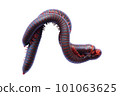 Millipedes are an order of invertebrates belonging to the phylum Arthropoda 101063625