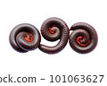 Millipedes are an order of invertebrates belonging to the phylum Arthropoda 101063627