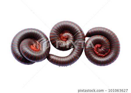 Millipedes are an order of invertebrates belonging to the phylum Arthropoda Millipedes are an order of invertebrates belonging to the phylum Arthropoda 101063627