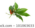 fresh long pepper (Piper retrofractum Vahl) with leaves isolated on white background 101063633