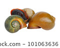 Cherry snails or river snails isolated on white background 101063636