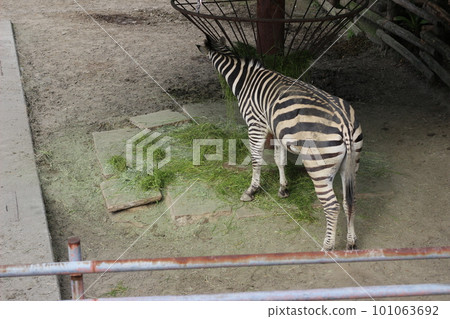 斑馬在動物園吃食物 斑馬在動物園吃食物 101063692