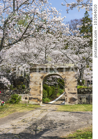 Ennoji's arched stone gate and cherry blossoms in full bloom 101064010