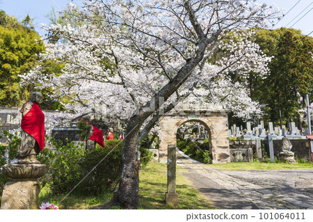 Ennoji's arched stone gate and cherry blossoms in full bloom Ennoji's arched stone gate and cherry blossoms in full bloom 101064011