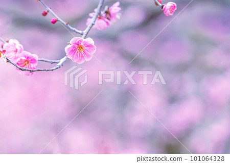 Plum blossoms telling the arrival of spring Plum blossoms telling the arrival of spring 101064328